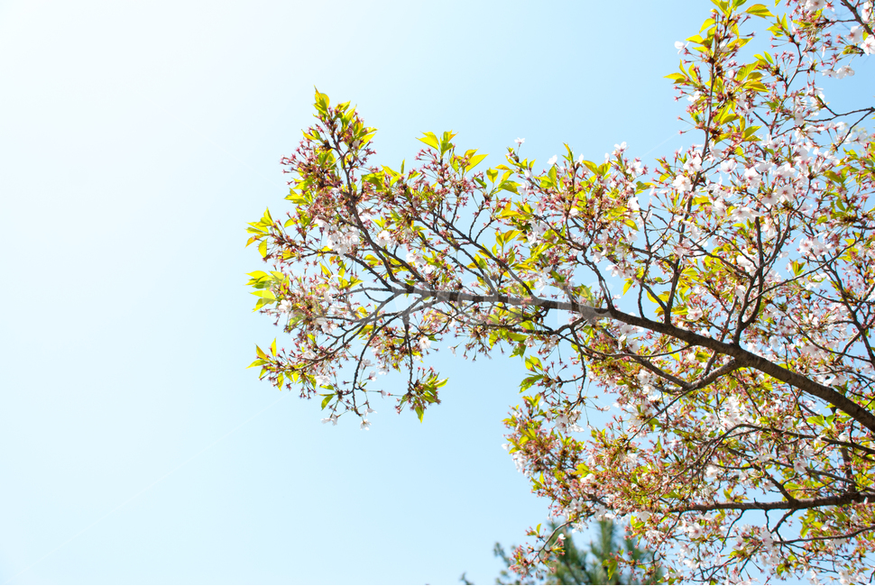 봄,벚꽃,꽃,배경,자연,풍경,하늘,나무,공원,cherryblossoms,식물,벚나무,매화,계절,축제,조경,나뭇가지,시골,경치,화사한,핑크,향기,분홍,맑음,spring,season,flower,생화,만개,만발,봄,계절,spring,season,식물,자연,plants,nature,꽃,flower,plant,tree