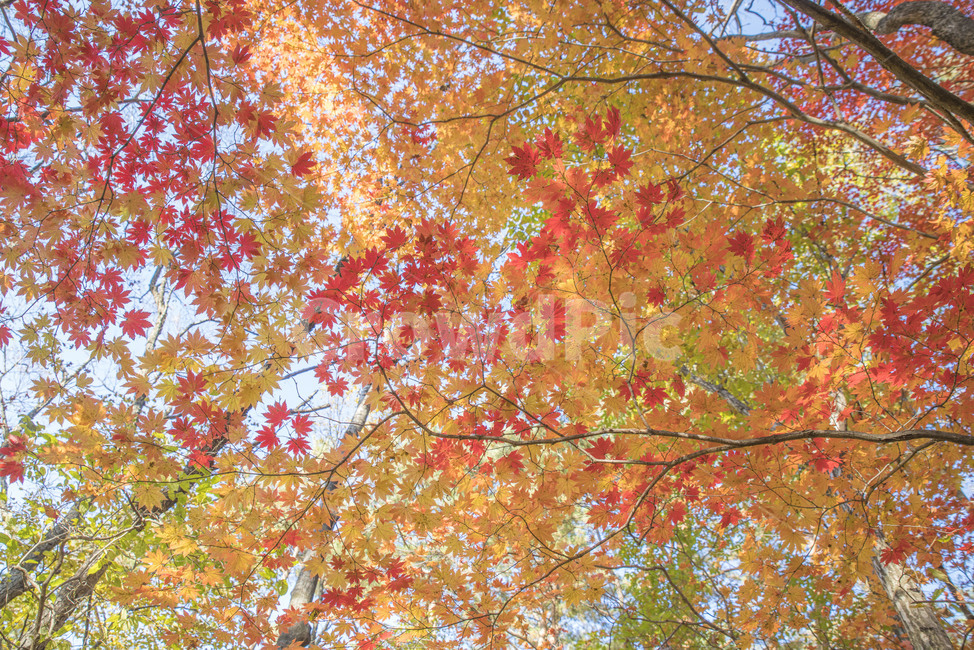 가을,풍경,단풍,가을나무,가을풍경,울긋불긋,가을,계절,fall,autumn,season,식물,자연,plants,nature,leaf,잎,plant,tree,나무,maple