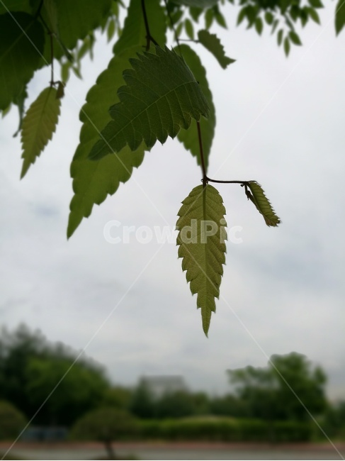 느티나무,잎,녹색,자연,새싹,근접촬영,연두색,식물,자연,plants,nature