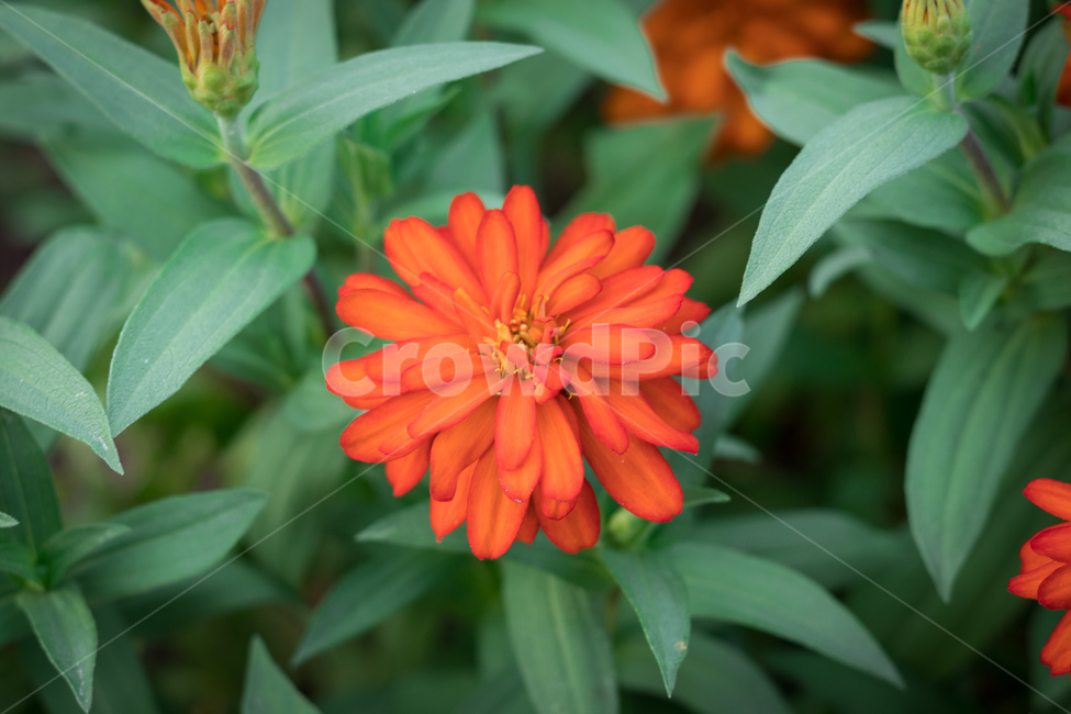 개나리,봄,꽃,장미,꿀벌,국화,야생화,식물,자연,plants,nature,꽃,flower