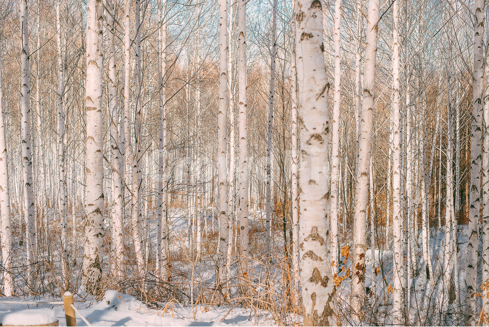 자작나무숲,자작나무,자연,풍경,겨울,눈,힐링,겨울숲,숲,forest,나무,하늘,sky,겨울,계절,winter,season,자연,풍경,nature,landscape,tree,plant,식물,birch,자작 나무