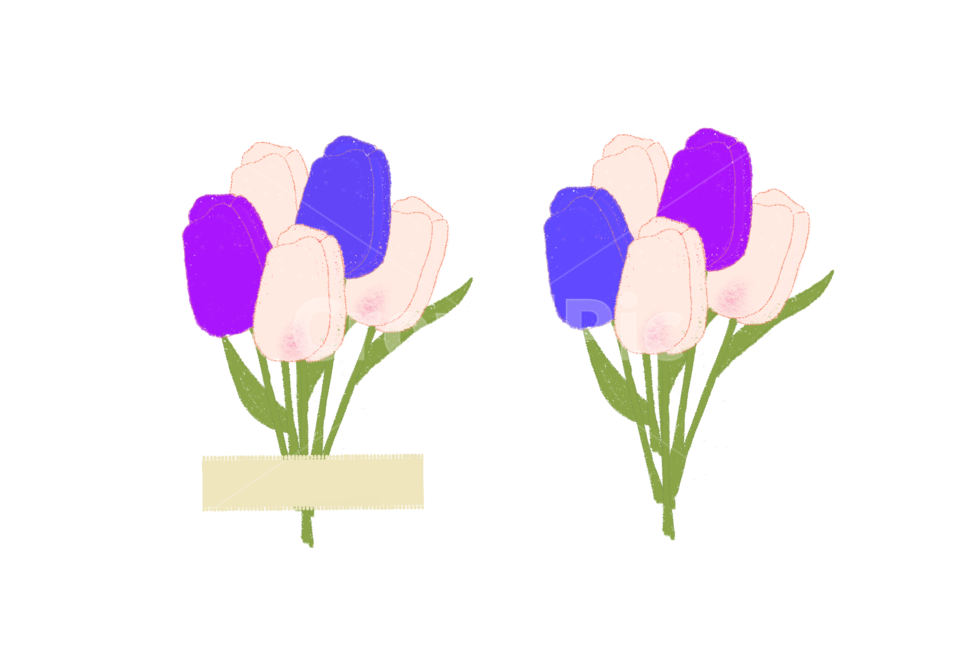 튤립,꽃,blossom,flower,plant,식물,누끼,removebackground