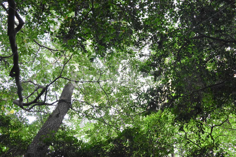 나무,숲속,숲,초록,안정,평화로운,푸른,초록색,green,tree,leaf,leaves,healing,forest,wood,thewoods,smooth,peaceful