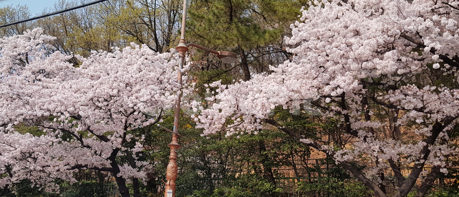 벚꽃,도로변에벚꽃,봄,벚나무,봄꽃,봄,계절,spring,season,plant,식물,blossom,꽃,flower