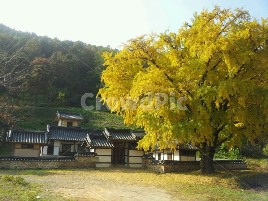 자연,나무,단풍,가을,시골,가을,계절,fall,autumn,season,한국전통,한국문화,korean traditional,korean culture,식물,자연,plants,nature,나무,trees,wood,tree,plant