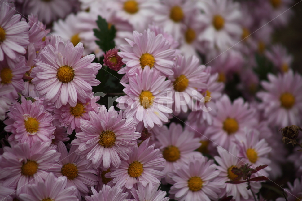 국화,식물,꽃,가을꽃,chrysanthemum,식물,자연,plants,nature,꽃,flower