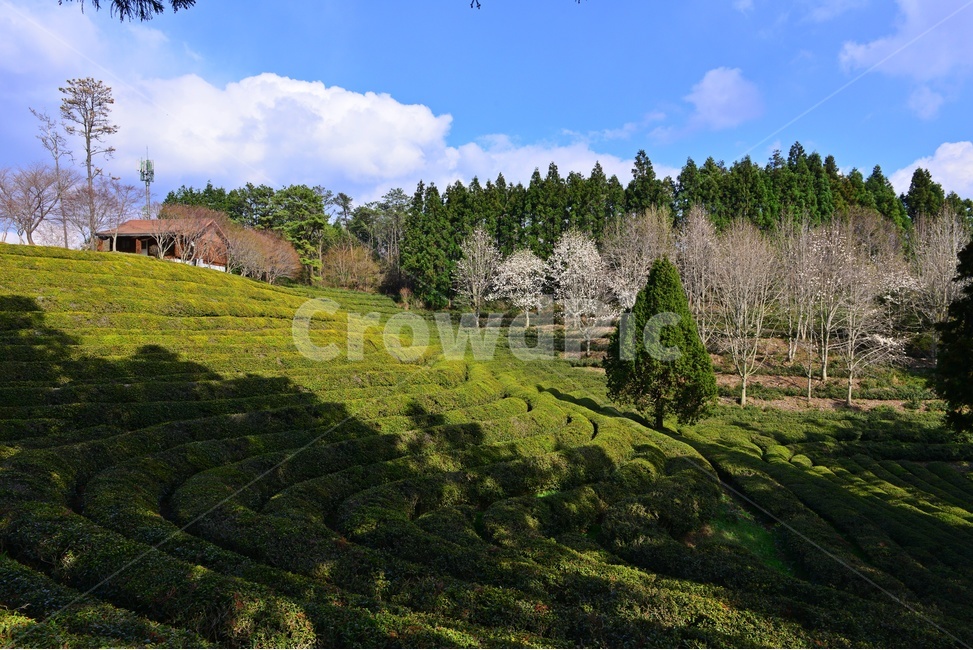 하늘,구름,outdoors,옥외,nature,자연,rural,농촌,plant,식물,tree,나무,보성,대한다원,다원,녹차밭,녹차,녹차잎,농업,농경,농사,경작,목련,대한다원목련