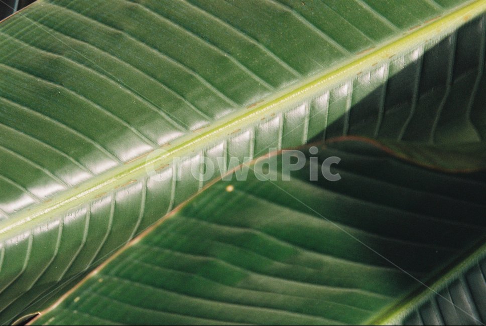 식물,초록,plants,plantlife,vegetation