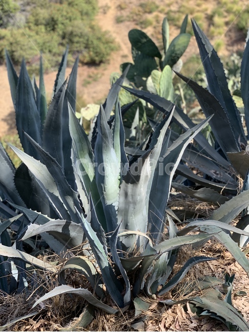 식물,식물도감,선인장,사막,여름,plant,aloe,식물,자연,plants,nature