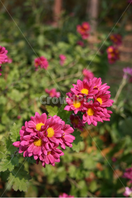 소국,국화,가을,식물,flower,plants,nature,꽃,꽃봉오리,꽃밭,벌,식물,자연,plants,nature,꽃,flower