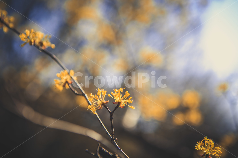 꽃,산수유,구례산수유,노랑꽃,노랑,봄,감성사진,봄,계절,spring,season,식물,자연,plants,nature,꽃,flower,plant
