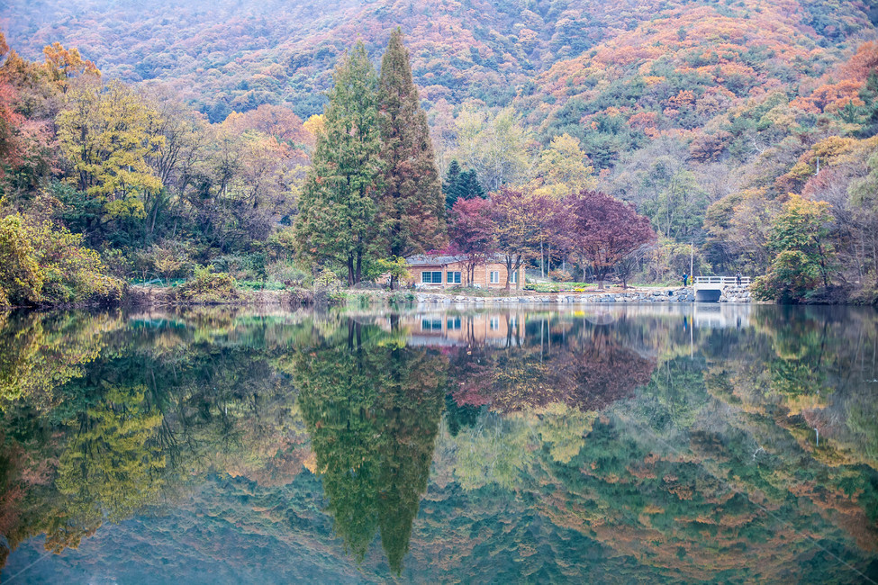 반영,나무,가을,메타세콰이어,plant,fall,호수,lake,단풍,maple