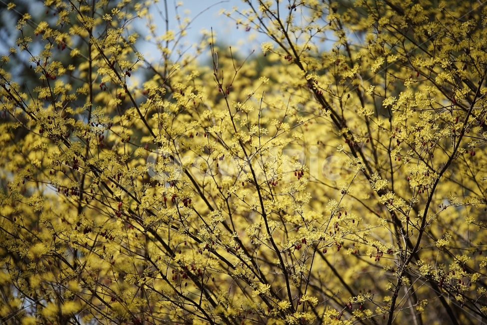 산수유꽃,봄꽃,공원,산수유,창경궁,봄,계절,spring,season,식물,자연,plants,nature,꽃,flower