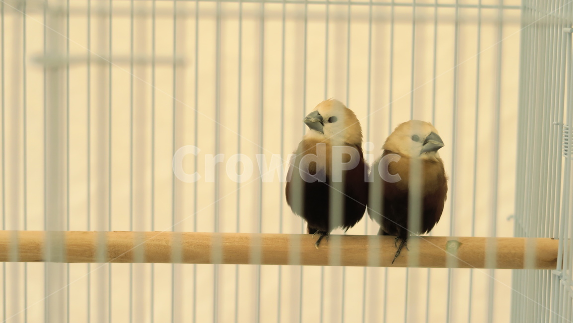 새,birds,앵무새,동물,조류,작은새,애완앵무새,애완조,동물,animal,조류,새,birds