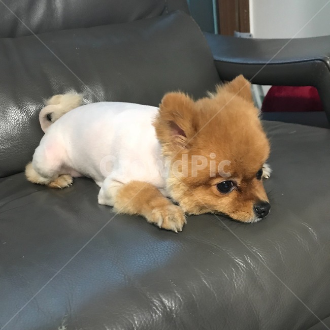 개,강아지,포메라니안,애견,애견인,반려동물,동물,동물,animal,포유류,mammal,개,강아지,dog,doggy