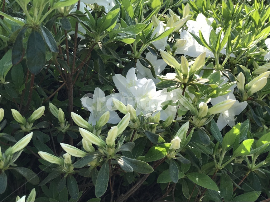 봄꽃,하얀꽃,철쭉,봄,꽃,봄,계절,spring,season,식물,자연,plants,nature,꽃,flower,plant,blossom
