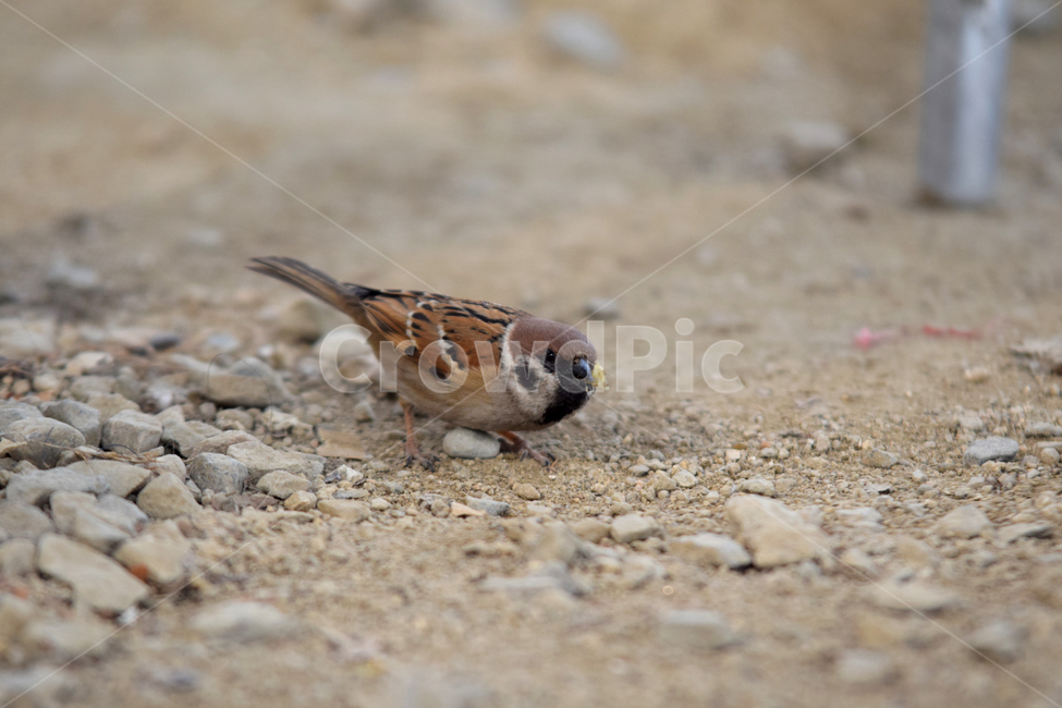 참새,새,텃새,참샛과,조류,귀여운참새,bird,sparrow,동물,animal,조류,새,birds