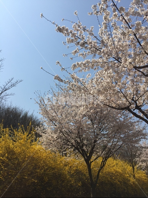 벚꽃,벚꽃나무,개나리,꽃,벚꽃축제,봄꽃,꽃놀이,계절,cherryblossoms,nature,springflowers,아름다운,감성사진,sky,봄,계절,spring,season,식물,자연,plants,nature,꽃,flower,plant,blossom