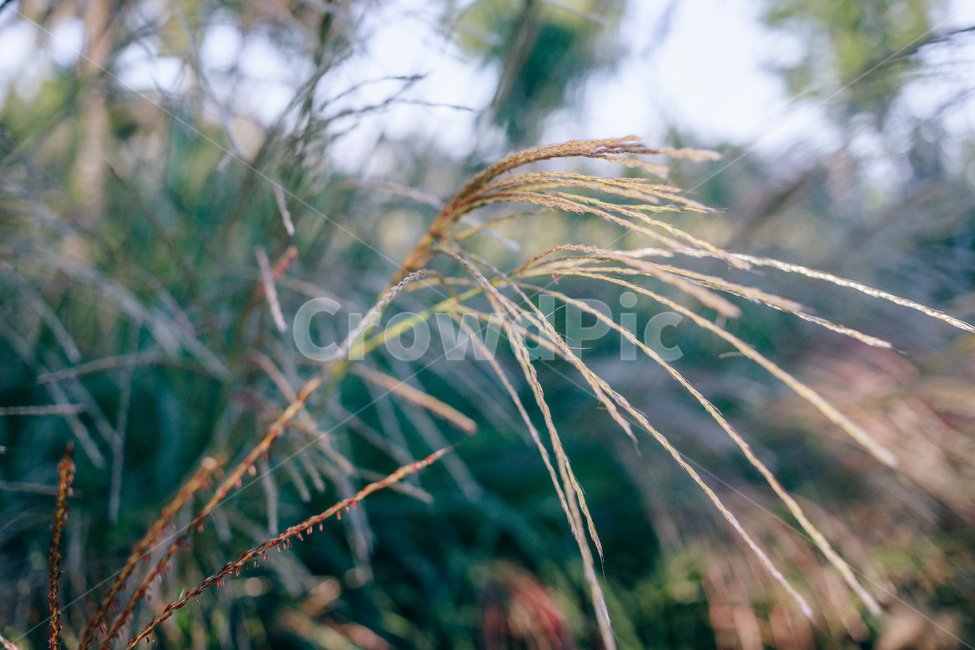 가을,갈대,햇살,햇볕,자연,풀,풀잎,잎사귀,가을,계절,fall,autumn,season,식물,자연,plants,nature,grass,잔디,plant,lawn,reed