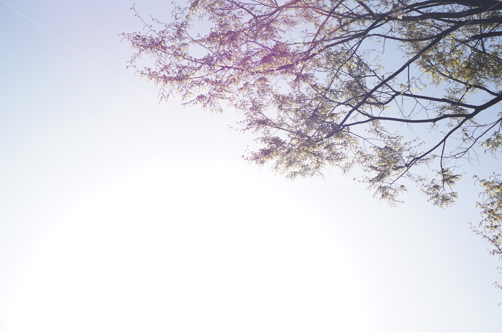 저녁,석양,노을,해,빛,나무,맑음,봄,자연,풍경,nature,landscape,식물,plants,나무,trees,wood,plant,flower,꽃,blossom