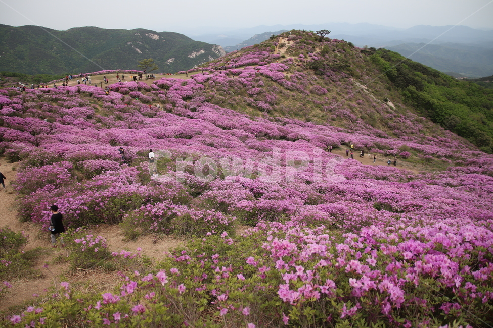 황매산,철쭉,꽃,들판,봄,계절,철쭉제,꽃축제