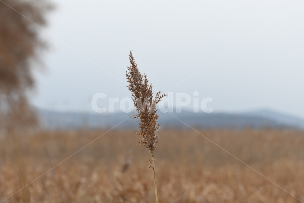 갈대,갈대밭,우음도,겨울갈대,길,풍경,강아지풀,겨울,계절,winter,season,식물,자연,plants,nature,감성,sensible,feeling