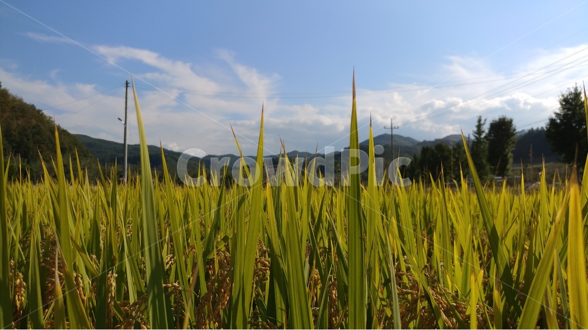 야외,풍경,벼,하늘,푸른하늘,산,농사,논,녹색,한국,가을,Outdoor,Landscape,Rice,Sky,BlueSky,Mountain,Farming,Green,Korea,autumn,자연,풍경,nature,landscape,field,들,grass,잔디,plant,식물,outdoors,옥외,land,땅,grassland,목초지