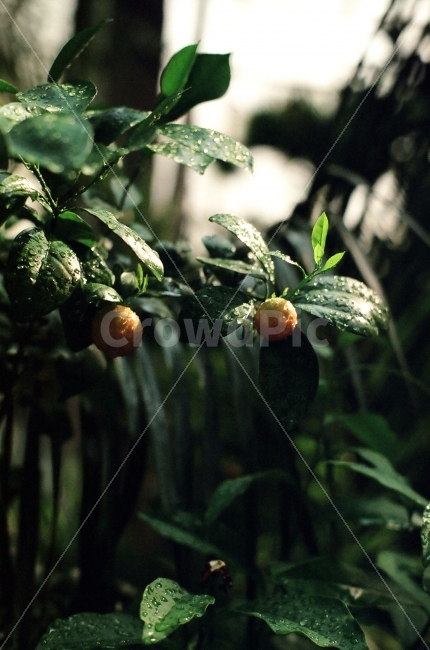 탱자,식물,식물원,과일,열매,필름,식물,자연,plants,nature,과일,열매,fruit,감성,sensible,feeling,휴식,힐링,rest,relaxation,healing