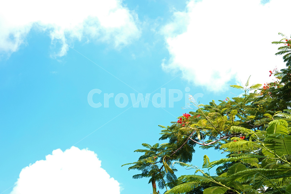 식물,잎,하늘,plant,leaf,플로리다,florida,sky