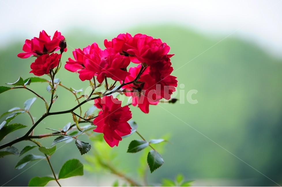 넝쿨장미,장미꽃,미니장미,흑장미,흰장미,식물,자연,plants,nature,꽃,flower