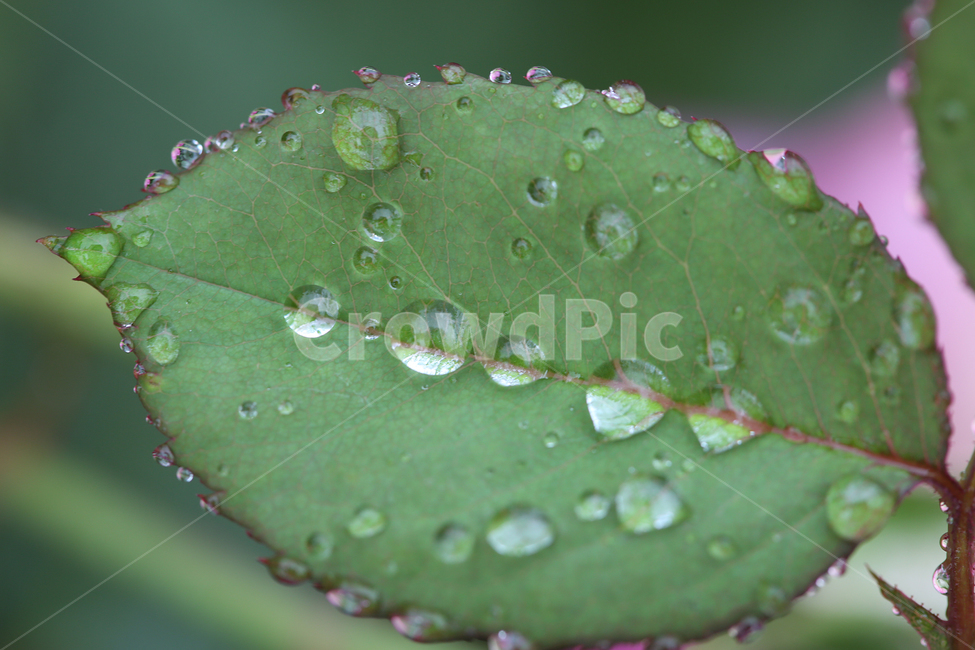 나뭇잎,빗방울,물방울,leaf,raindrop,waterdrop,식물,자연,plants,nature