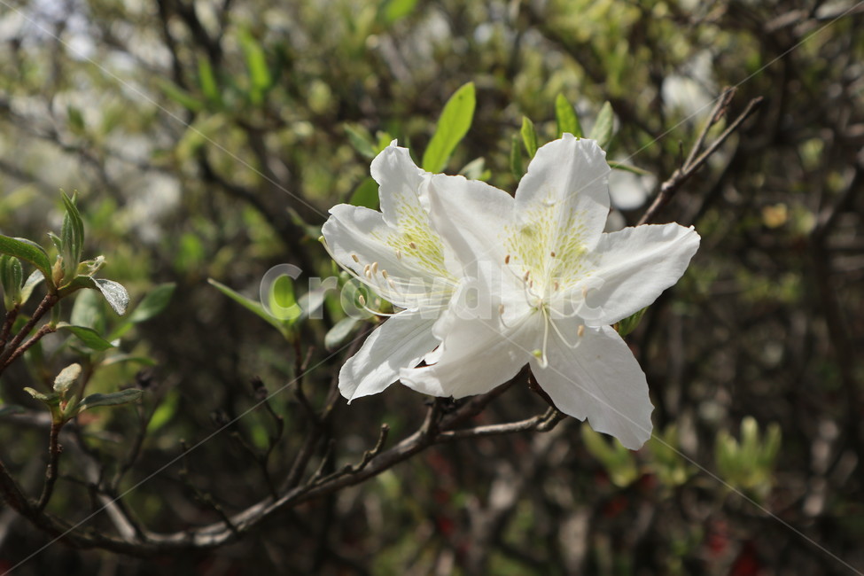 철쭉,흰색,봄,꽃,식물,자연,클로즈업,white,spring,flower