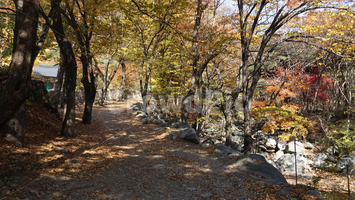 자연,nature,가을,yellow,낙엽,단풍,은행나무,tree,나무,숲,forest,산길