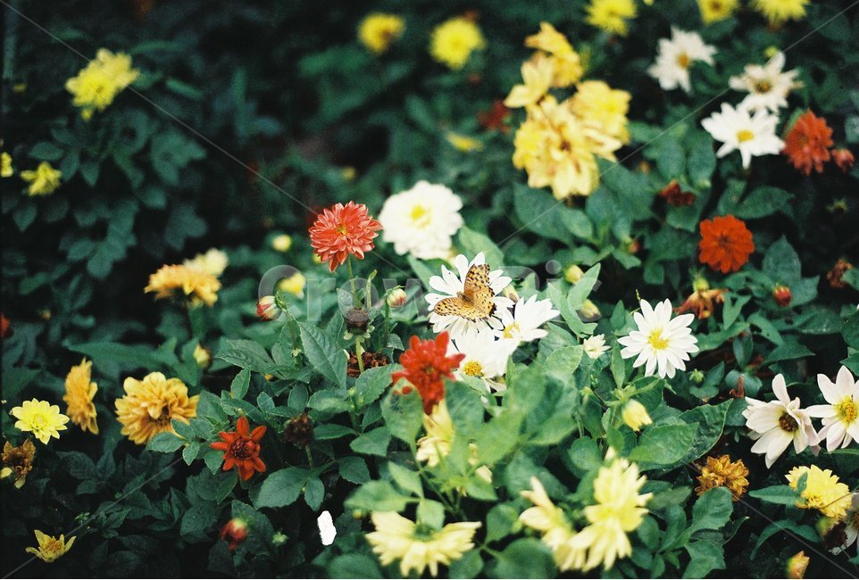 꽃,나비,봄,메리골드,꽃밭,하얀꽃,노란꽃,빨간꽃,마당,flower,butterfly,호랑나비,곤충,식물,이쁜꽃,작은꽃,귀여운꽃,아름다운꽃,국화,식물,자연,plants,nature,꽃,flower,동물,animal,곤충,벌레,insect,bug,감성,sensible,feeling