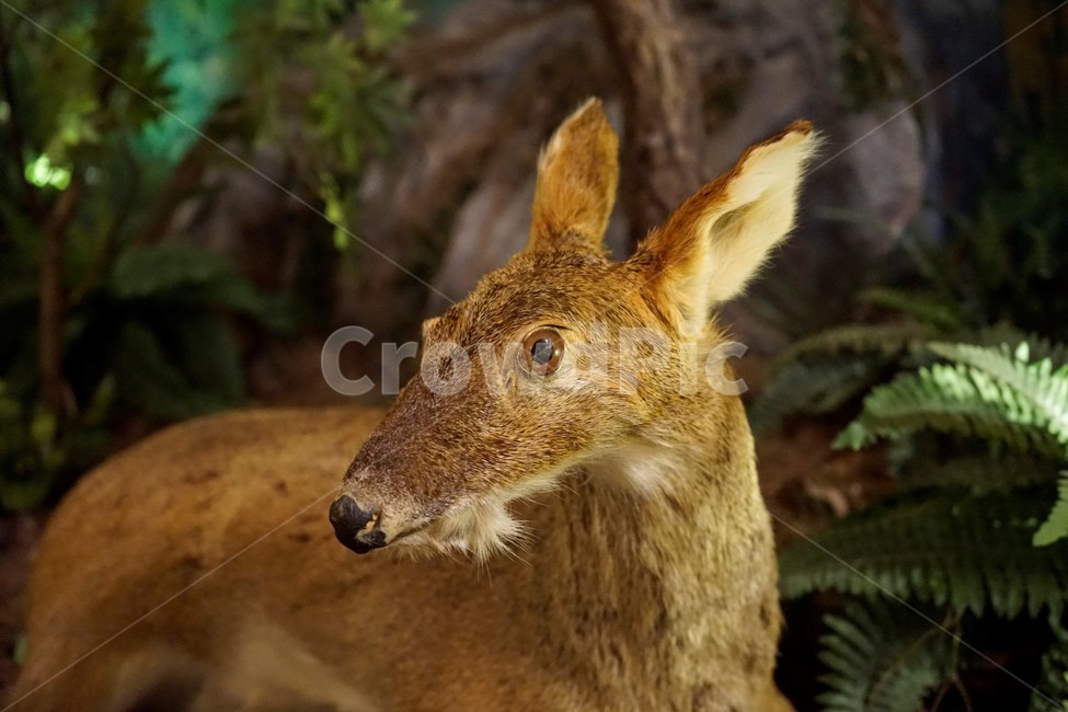 고라니,koreanwaterdeer,포유류,mammal,동물,animal,박제,동물,animal,포유류,mammal