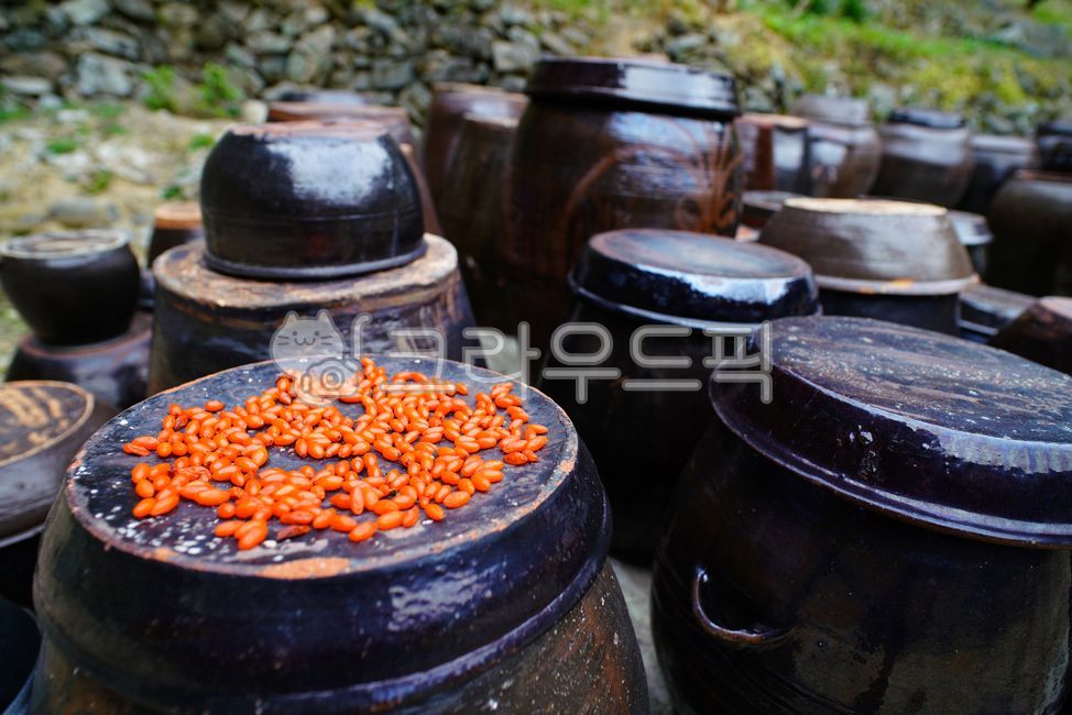 구기자,구기자열매,구기자건조,구기자수확,구기자재배,장독,약용식물