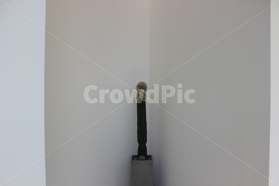 분위기,감성,느낌,선인장,화분,배경,꽃