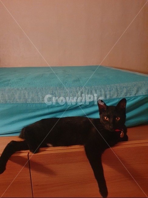 고양이,까만고양이,졸린고양이,눕기,아이컨택