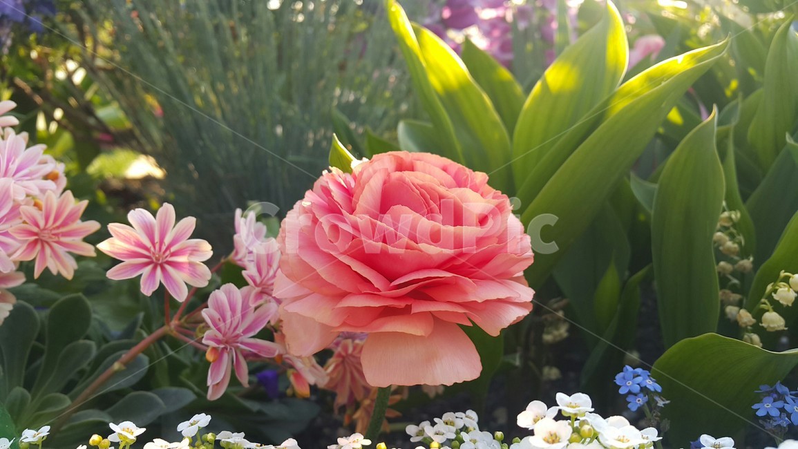 꽃,봄,공원,나들이,식물,컬러,색채,색감,flower,자연,힐링,감성사진