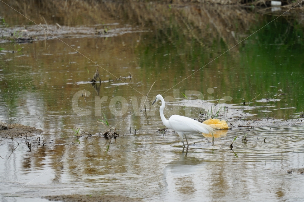 백로,새,조류,동물,자연,강,하천,습지,물결,식물,bird,animal,lake,river,nature,water,plants,감성,감성사진,스냅,스냅사진,snap,snapshot,풍경,landscape,계절,여름,summer,season,수영,헤엄,한국자연,한국적인,생명,환경,힐링,healing,동물,animal,조류,새,birds