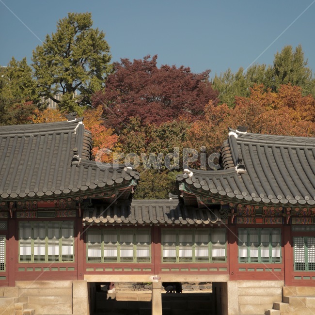 덕수궁,하늘,단풍,가을,궁,감성,감성사진,가을,계절,fall,autumn,season,한국전통,한국문화,korean traditional,korean culture,랜드마크,landmark,tourist attraction,한국랜드마크,한국관광지,한국명소,korea landmark,korea tourist attraction,건축물,건물외관,exterior,building,structure,architecture,construction,건물,roof,지붕