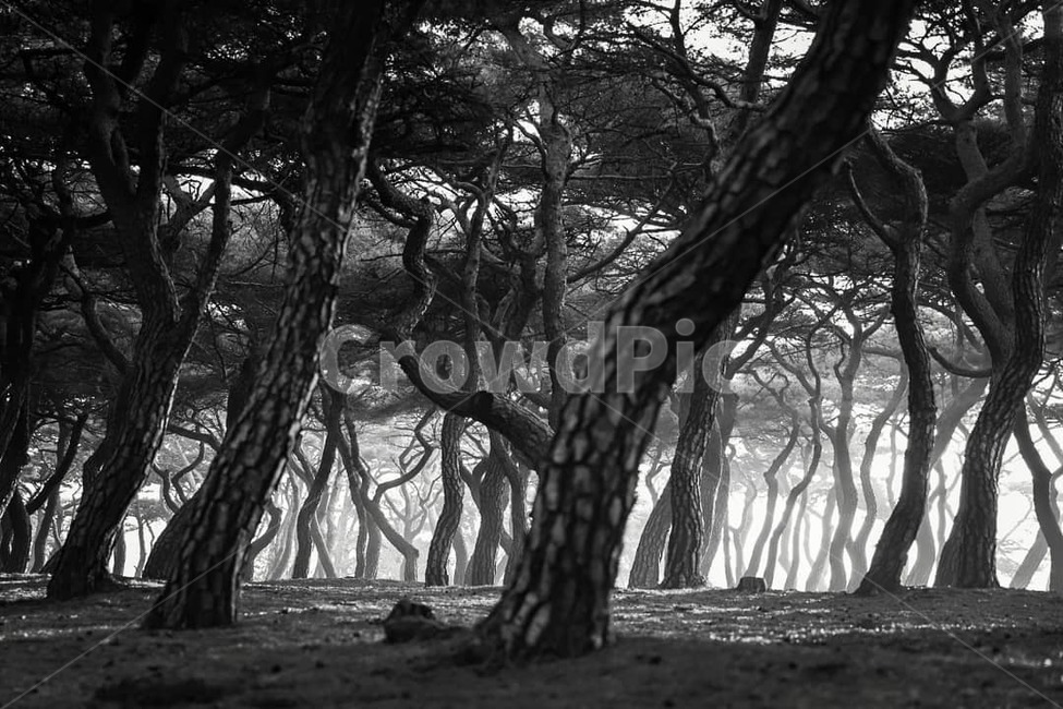흥덕왕릉,소나무,일출,흑백사진,경주,흥덕왕릉일출,자연,풍경,nature,landscape,한국자연풍경,한국자연경관,korea nature landscape,식물,plants,나무,trees,wood,흑백,모노톤,monochrome,black and white,plant,tree,tree trunk,나무 줄기