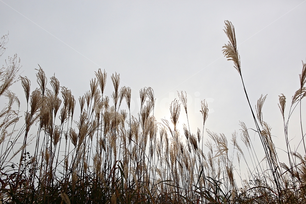 갈대,억새,잡초,식물,풍경,풀,자연,공원,하늘,흐림,가을,계절,fall,autumn,season,plant,grass,잔디,lawn,reed