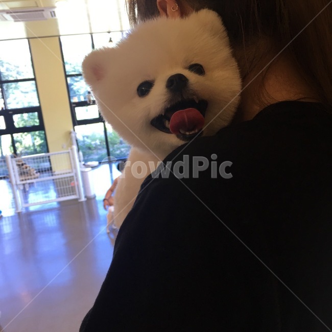 강아지,dog,pet,애완견,포메라니안,포메,화이트포메라니안,화이트포메,동물,animal,포유류,mammal,개,강아지,dog,doggy