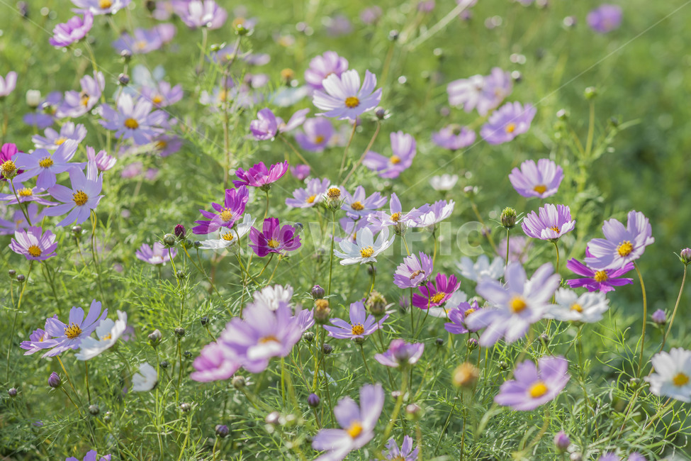꽃,꽃사진,코스모스,가을꽃,꽃밭,가을,계절,fall,autumn,season,식물,자연,plants,nature,꽃,flower,blossom,anemone,아네모네,plant