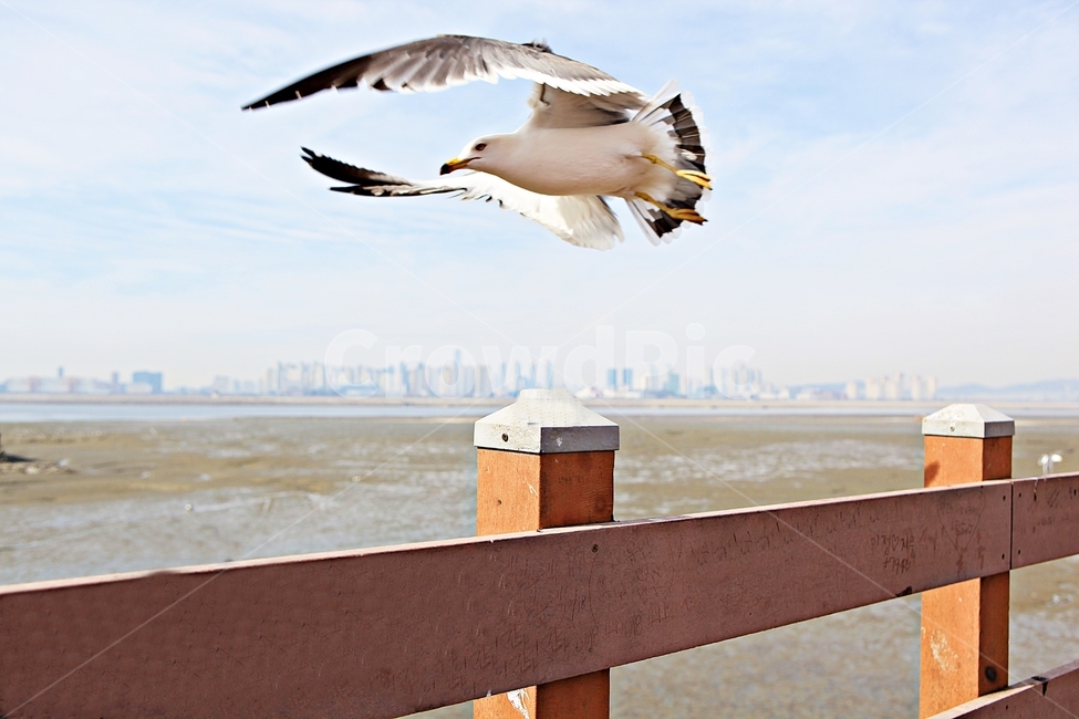 갈매기,새,조류,풍경,배경,자연,하늘,동물,animal,조류,새,birds