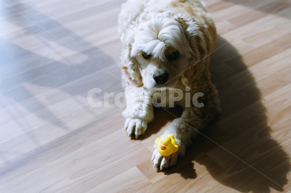 반려견,강아지,동물,필름카메라,개,동물,animal,포유류,mammal,개,강아지,dog,doggy