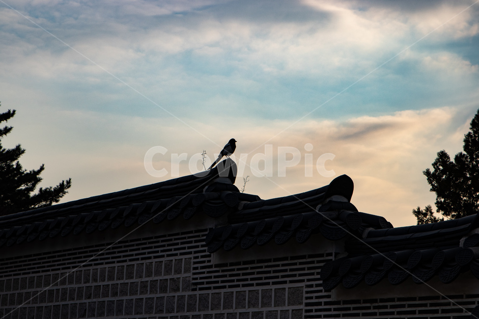 어스름,까치,경복궁,고독,한옥,한국전통,한국문화,korean traditional,korean culture,동물,animal,조류,새,birds,건축물,건물외관,exterior,building,structure,architecture,construction