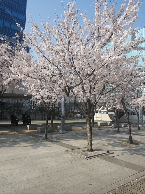 벚꽃,풍경,봄,나무,맑은날,식물,벚꽃나무