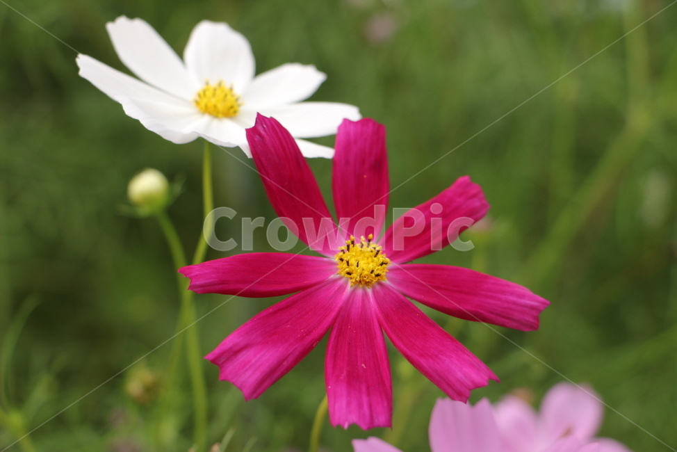 plant,식물,flower,꽃,자연,식물,자연,plants,nature,꽃,flower